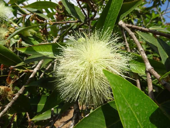 Syzygium